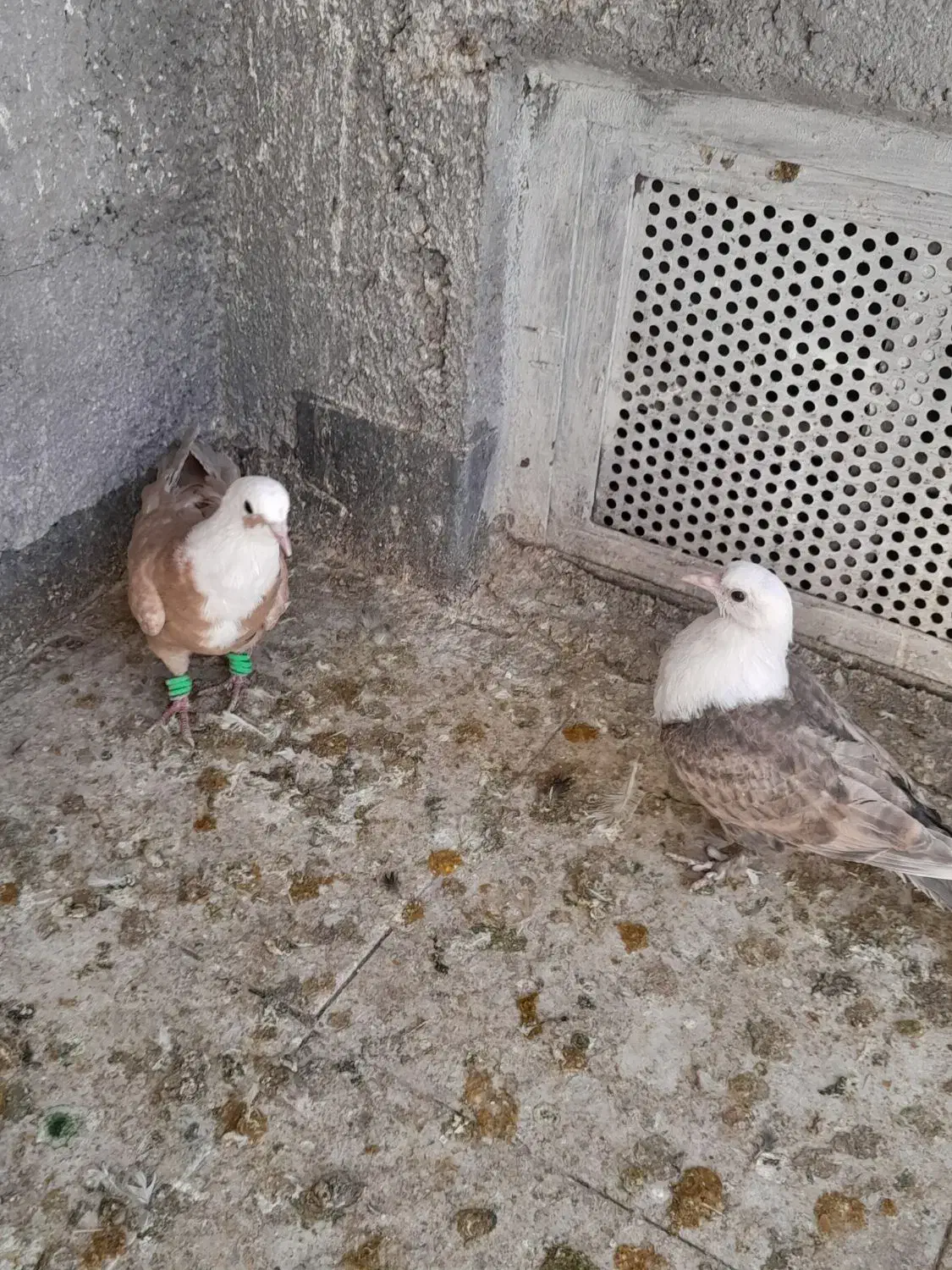 همه ارتیس بلوار جمهوری|پرنده|نیشابور, ناسیونال|دیوار