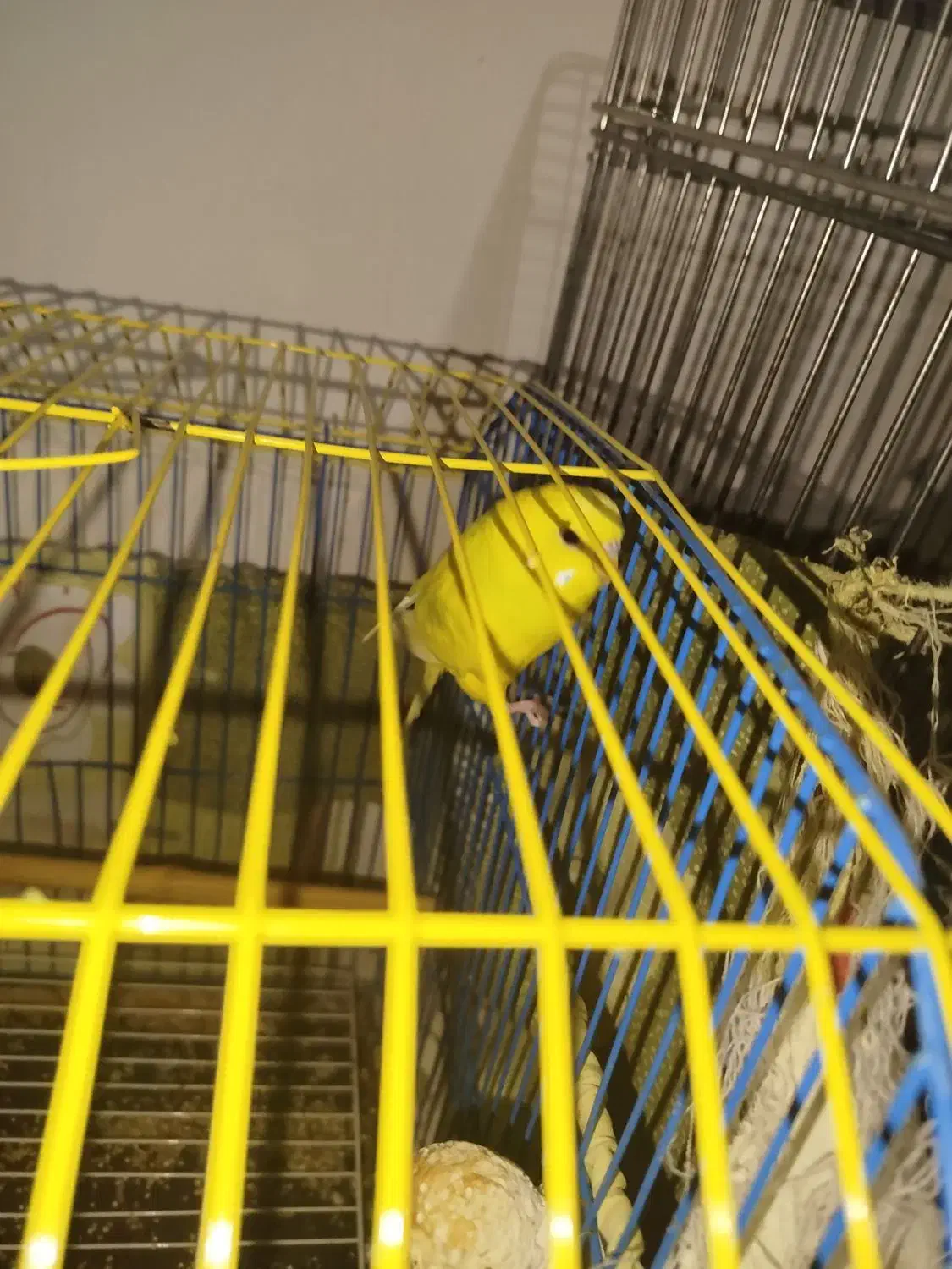 یک دانه مرغ عشق نر بدون قفس|پرنده|هشتگرد, شهرک ریحانه|دیوار