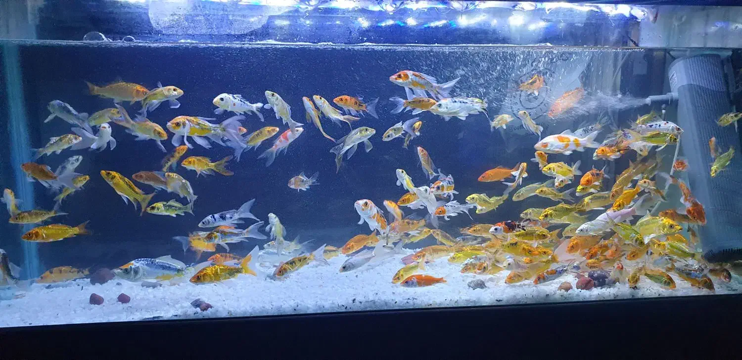 ماهی کوی پوست چرم نژاددار|ماهی|اهواز, کمپلو جنوبی|دیوار