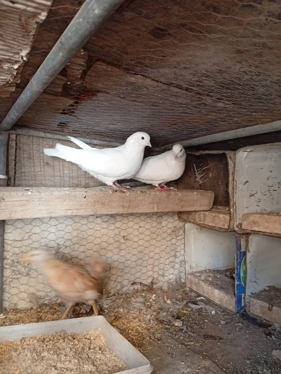 چوری وکفتر|پرنده|یزد, |دیوار