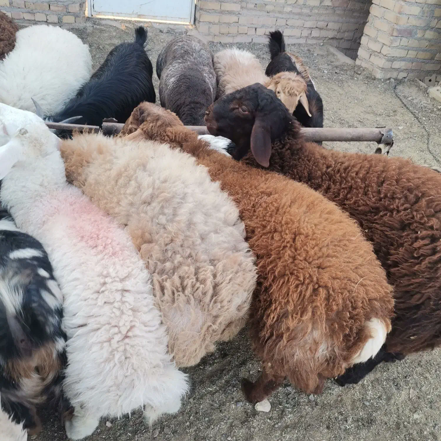 بره نر|حیوانات مزرعه|تایباد, |دیوار