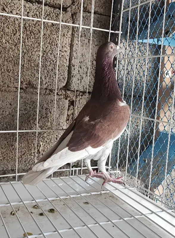 غوره ای با طاوسی|پرنده|برازجان, |دیوار