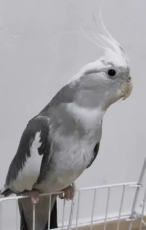 عروس هلندی نر.|پرنده|مشگین شهر, |دیوار