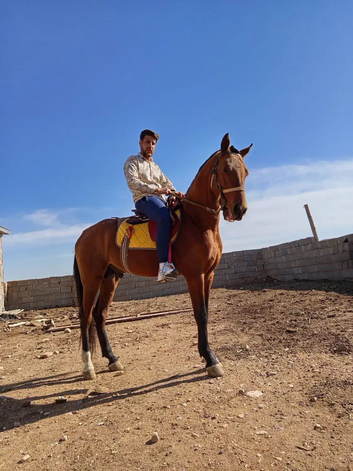 اسب نریون  سه ساله ترکمن|اسب و تجهیزات اسب‌سواری|ملک‌آباد, |دیوار