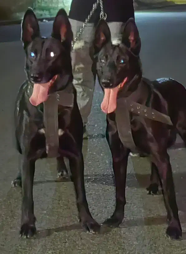 مالینویز|سگ|باقرشهر, |دیوار