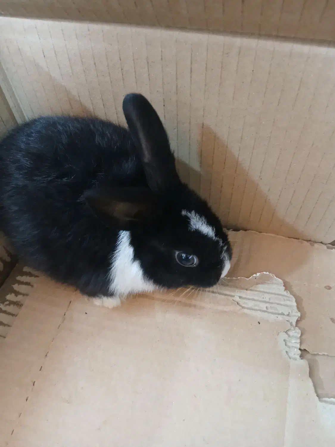 خرگوش|موش و خرگوش|بردسکن, |دیوار