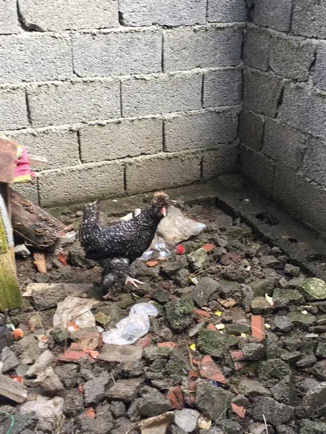 خروس فونیکس|حیوانات مزرعه|کیلان, |دیوار