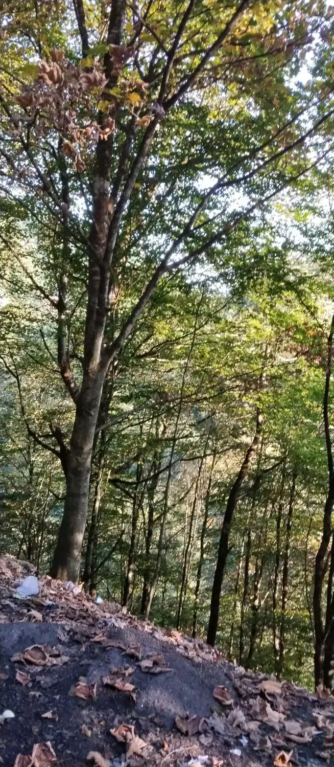 باغشهری دالین|فروش زمین و ملک کلنگی|همایجان, |دیوار