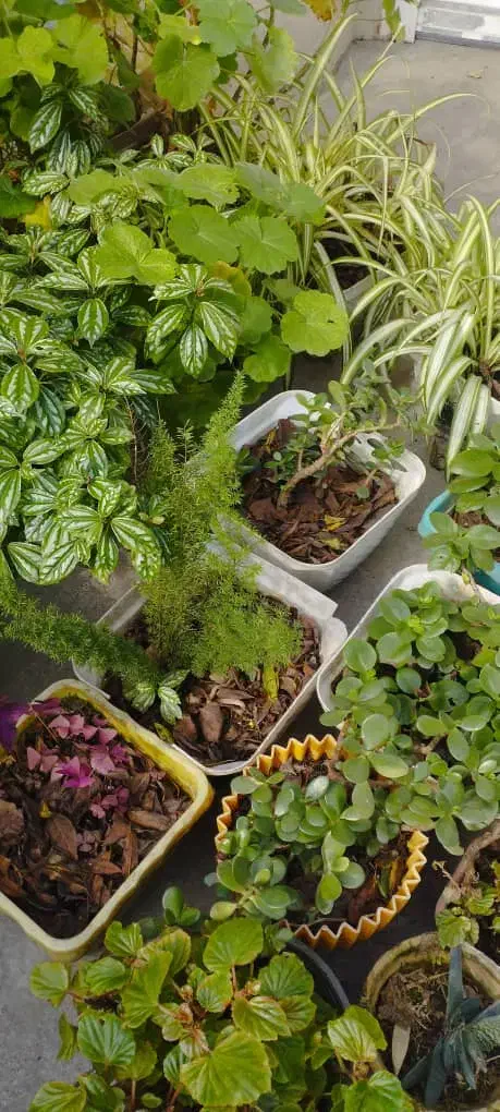 27گلدان گل طبیعی|گل و گیاه طبیعی|خشکبیجار, |دیوار