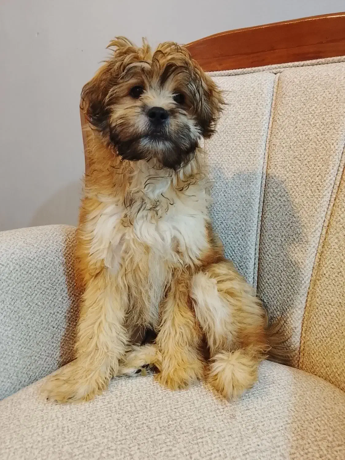 سگ پودل تریر|سگ|مشهد, شهرک لشکر (شهرک غرب)|دیوار