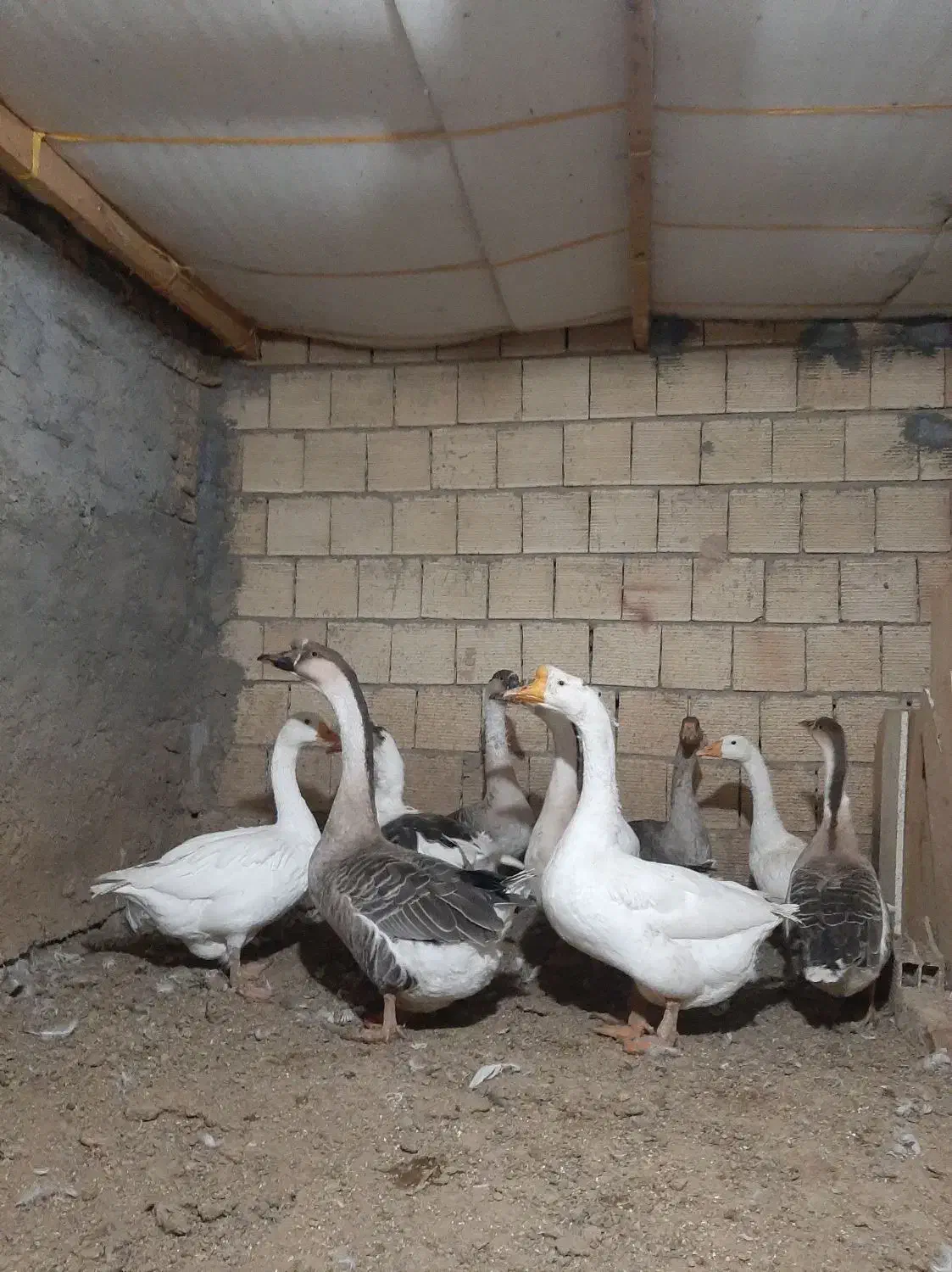 قوغاز اوکراینی خاکستری و سفید|حیوانات مزرعه|لنجان, |دیوار