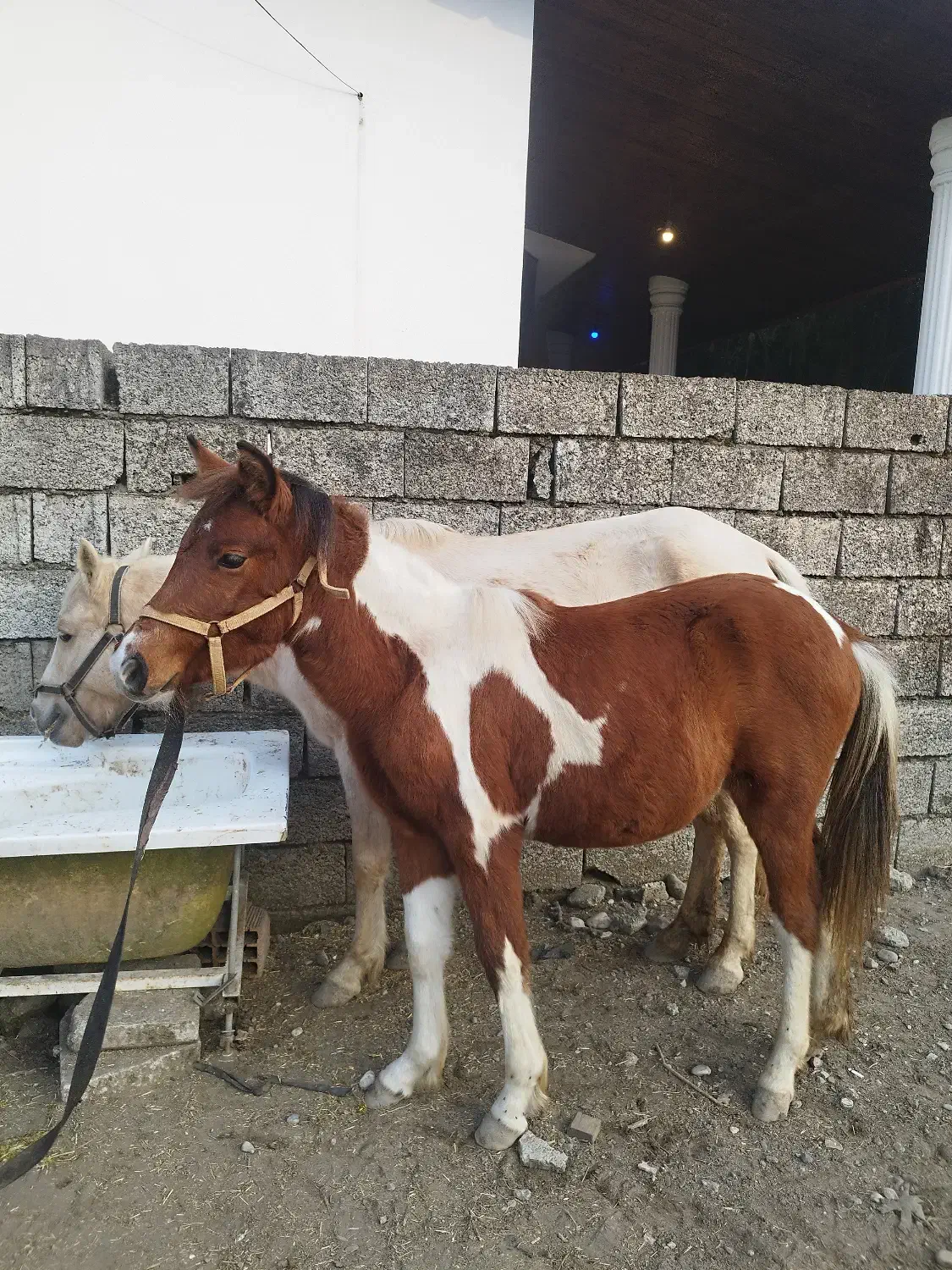 مادیان و کره پونی|اسب و تجهیزات اسبسواری|سلمانشهر, |دیوار