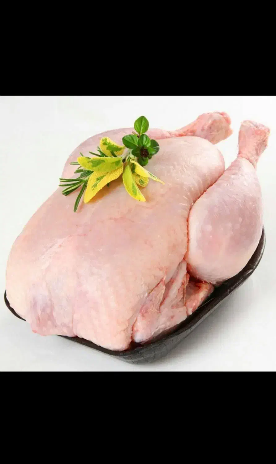 مرغ گوشتی  زنده مرغ سبز(ارگانیک)|حیوانات مزرعه|آستانه اشرفیه, |دیوار