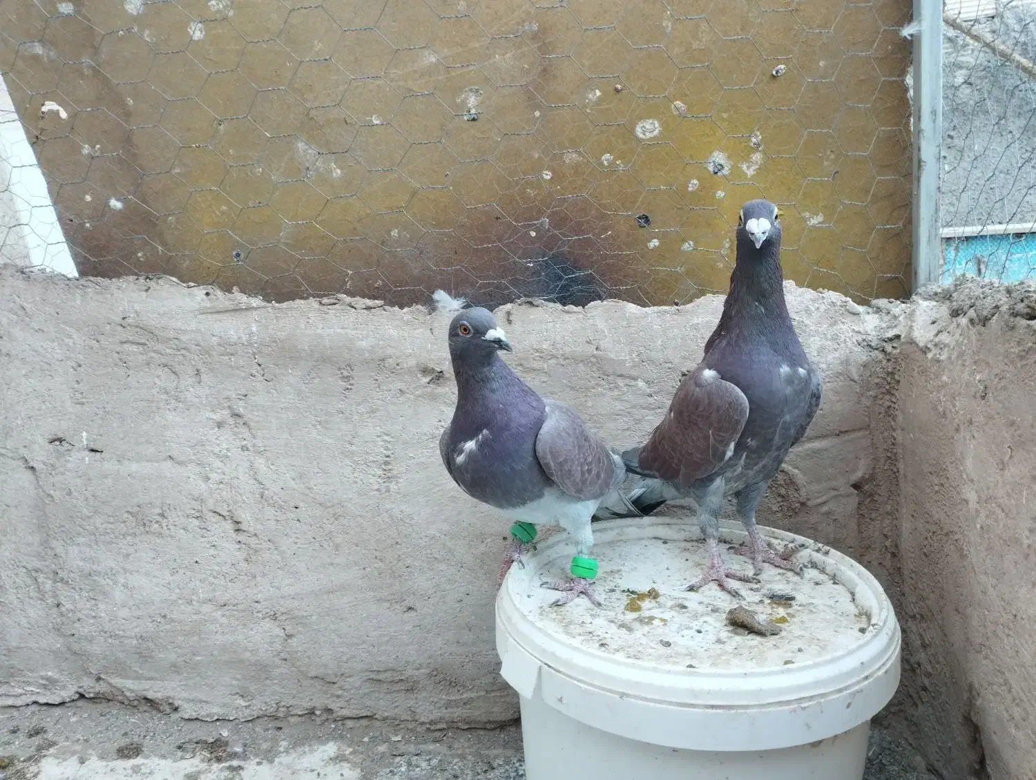 کبوتر جفتگاه|پرنده|فردوس (خراسان), |دیوار