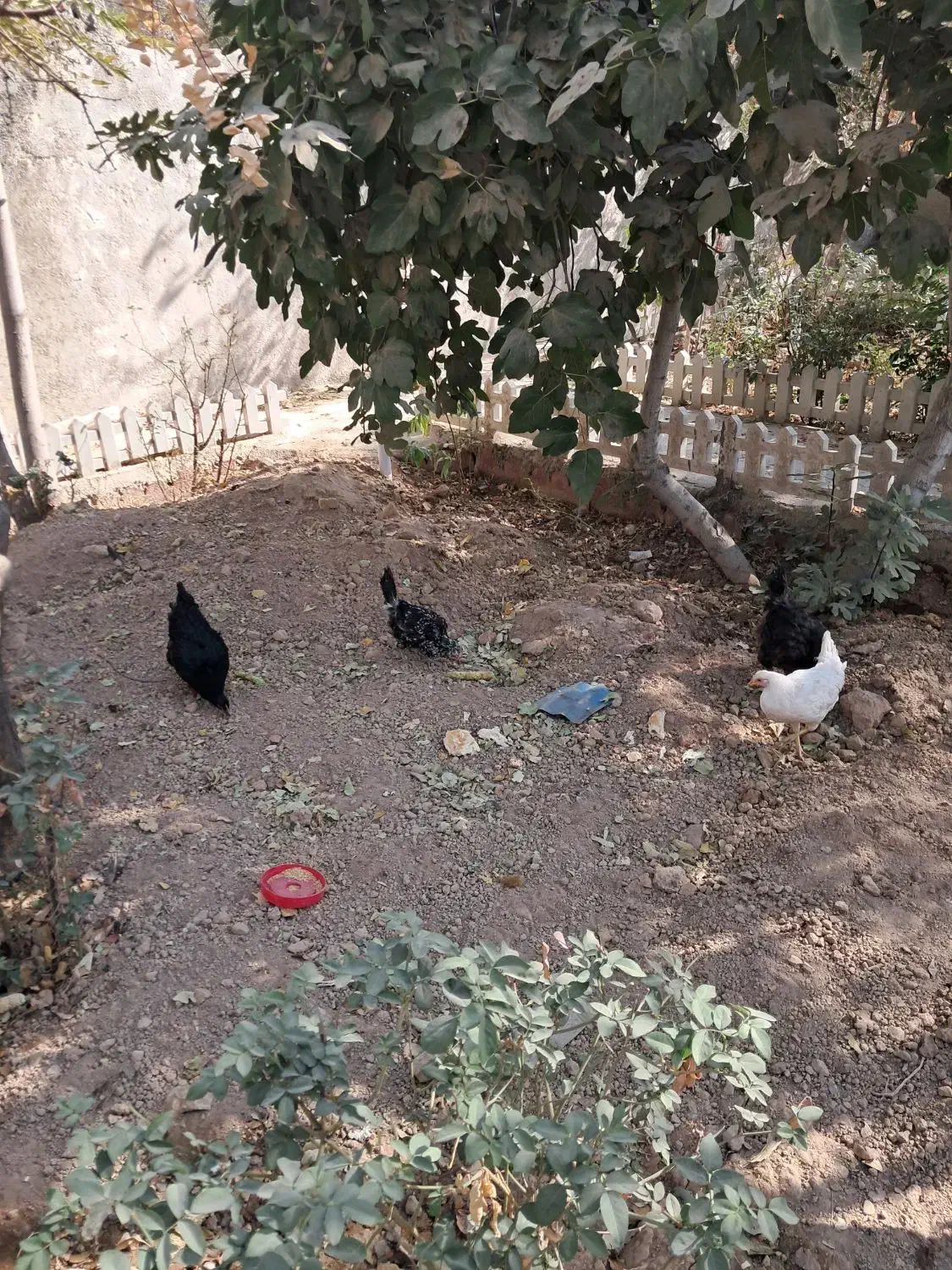 مرغ گلین|حیوانات مزرعه|اسلامشهر, کاشانک|دیوار