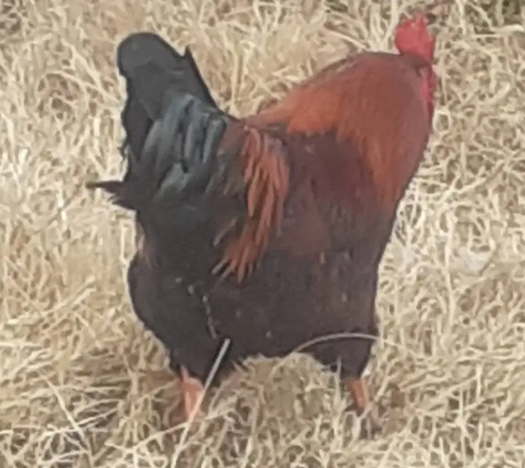 خروس محلی گوشتی|حیوانات مزرعه|ماکو, |دیوار