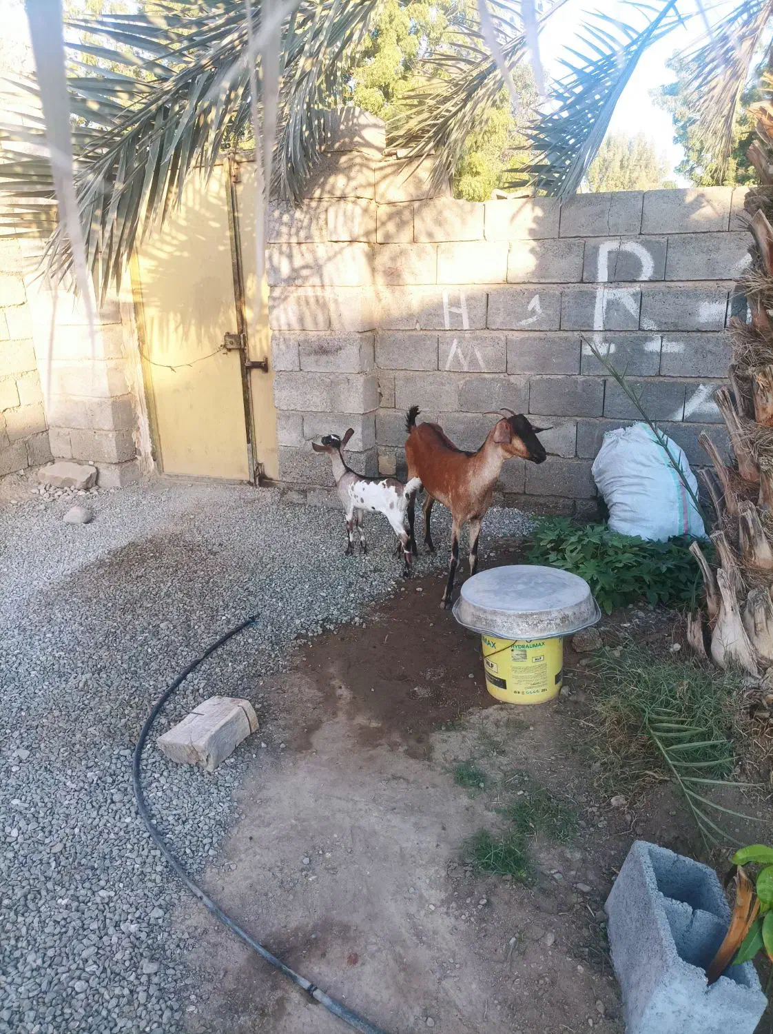 بز دورگ سومال به همراه گیسه،قیمت مقطوع|حیوانات مزرعه|میناب, |دیوار