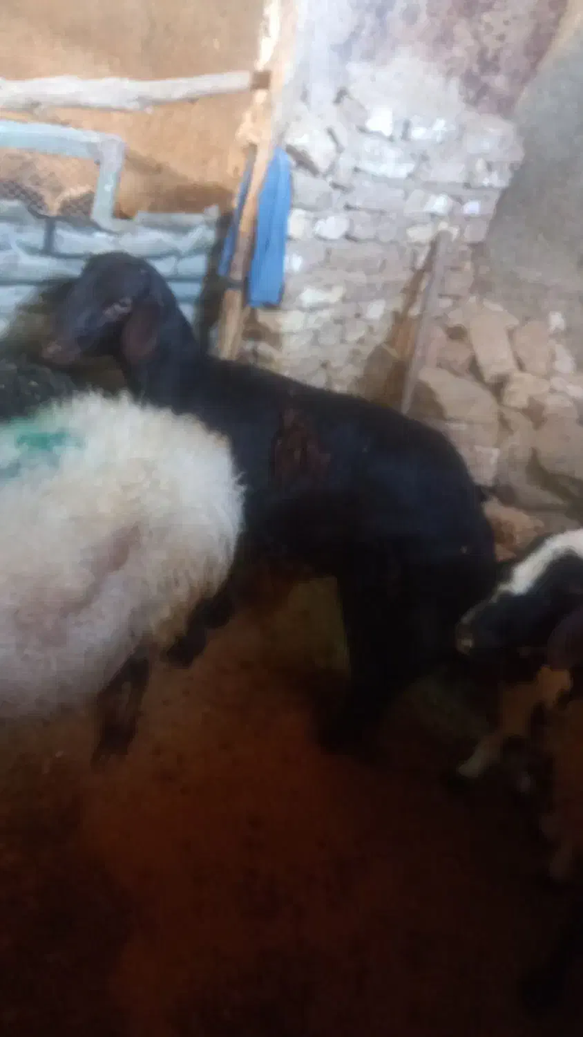 قره قزل اصل|حیوانات مزرعه|الیگودرز, |دیوار