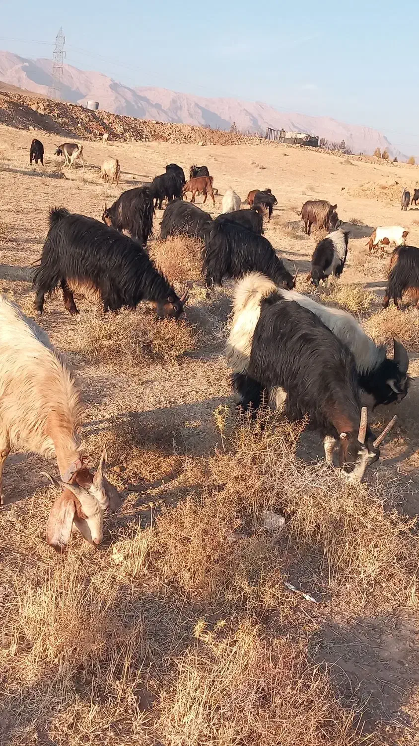 بز کهره دار جوان|حیوانات مزرعه|صدرا-فارس, فاز ۱|دیوار