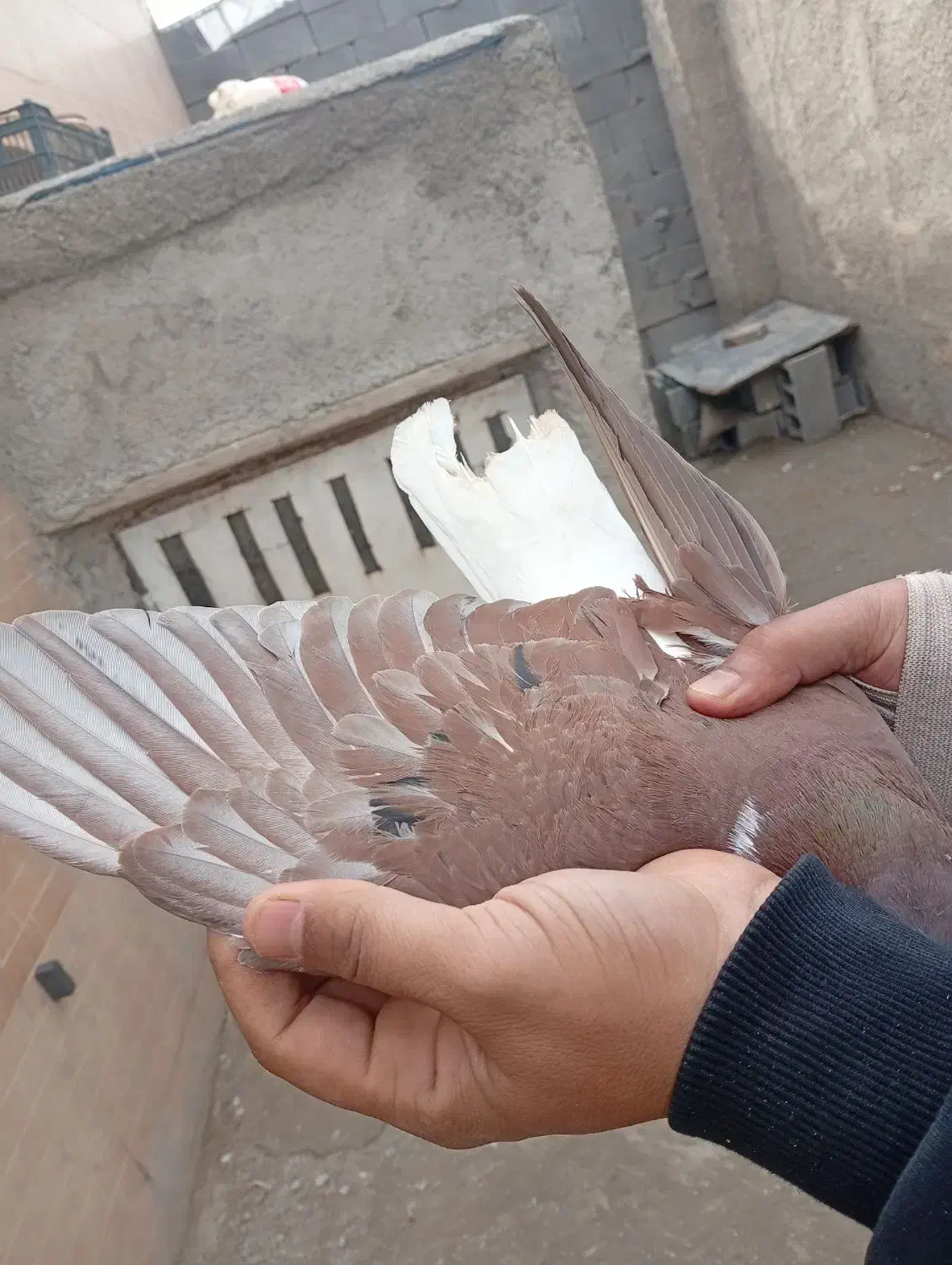 کفتر|پرنده|احمدآبادمستوفی, |دیوار