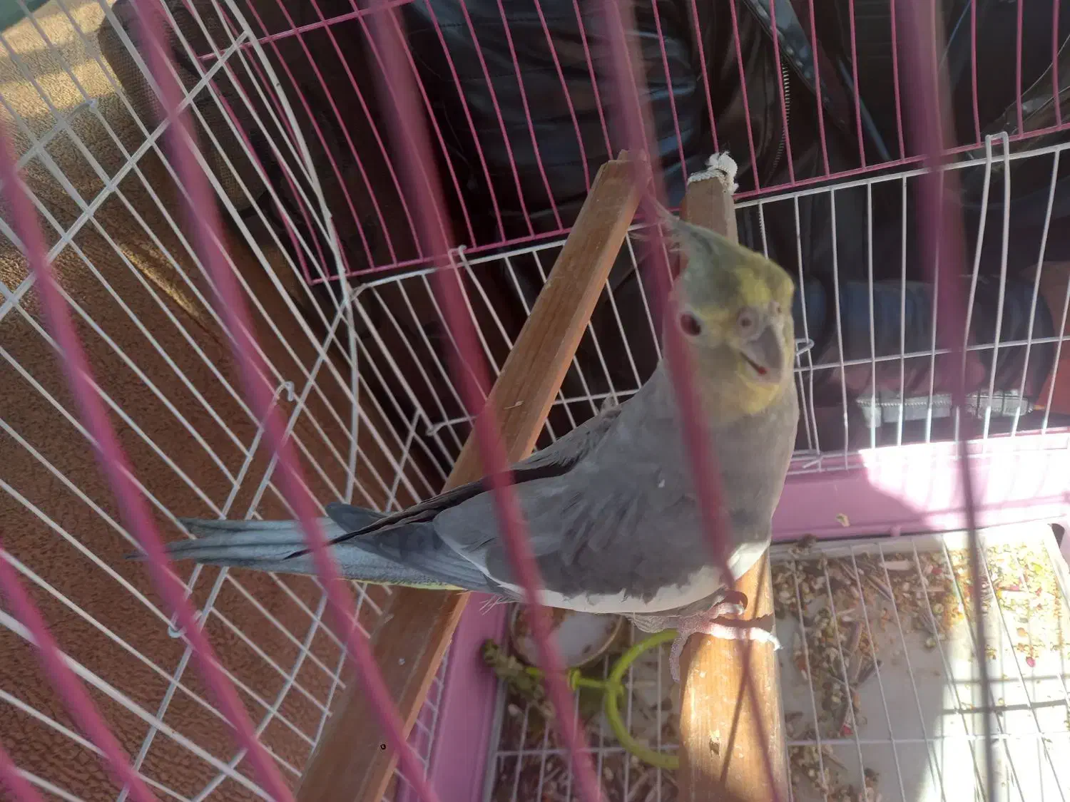 عروس هلندی|پرنده|بهمن صغاد, |دیوار