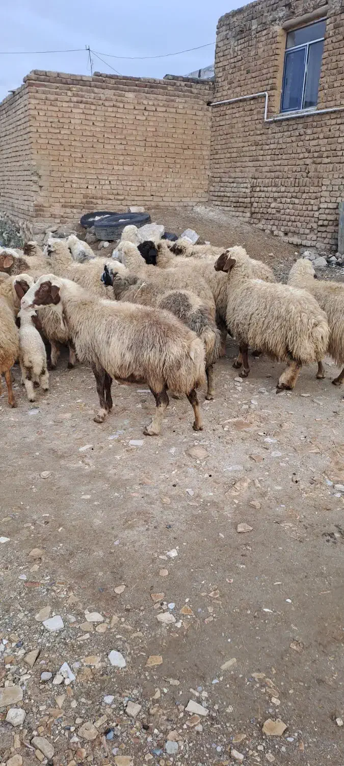 ۲۰ راس میش داشتی جوان شیره دار آبستن (بره قوچ)|حیوانات مزرعه|کرمانشاه, |دیوار