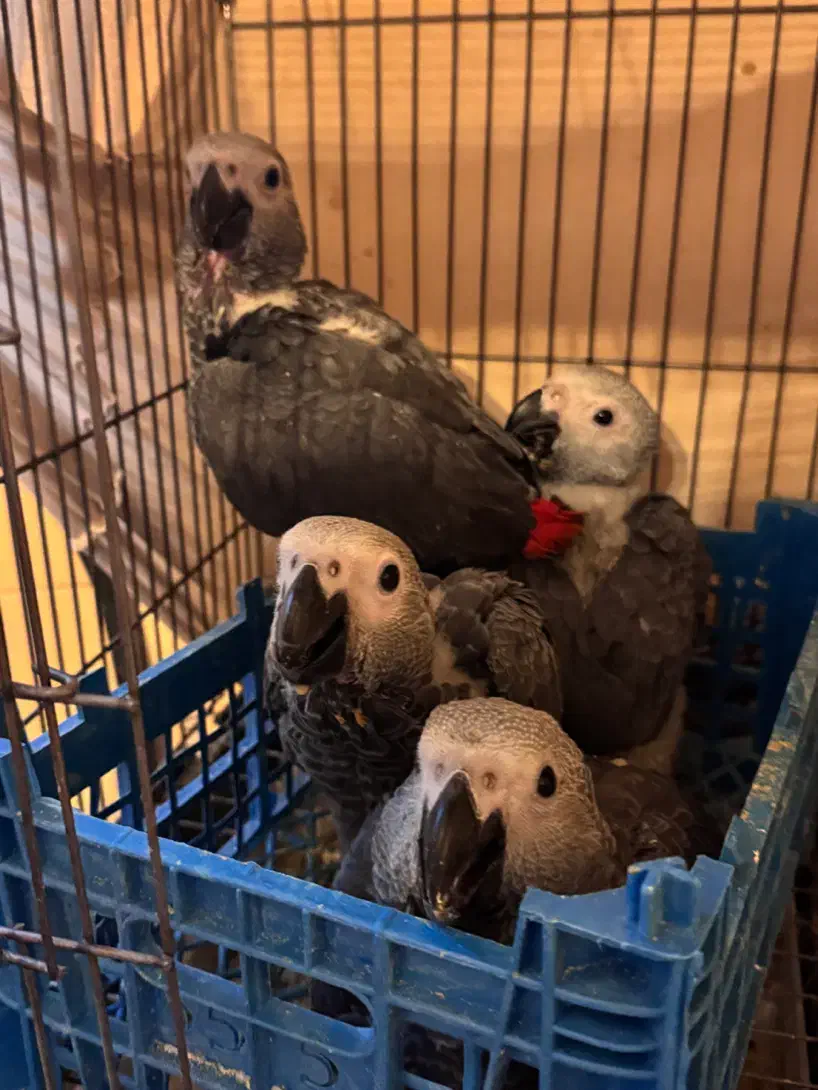 جوجه کاسکو|پرنده|تهران, دانشگاه شریف|دیوار