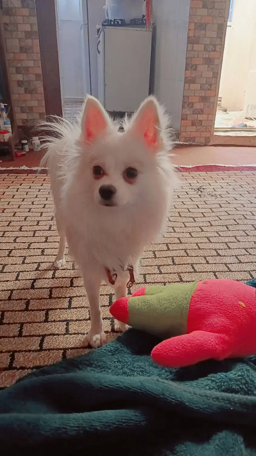 سگ پامر روباهی|سگ|سنندج, |دیوار