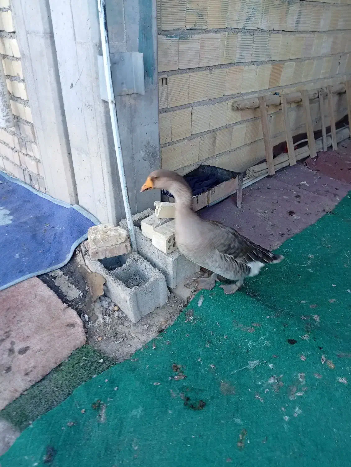 فروشغازوخروس|حیوانات مزرعه|بندر امام خمینی, |دیوار