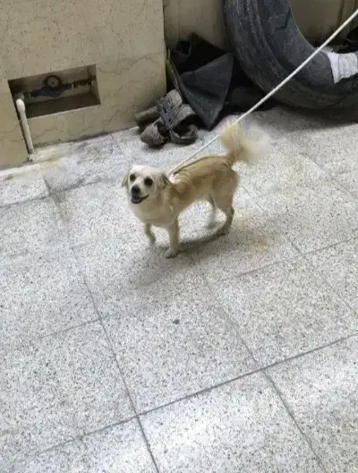 سگ پشمالو|سگ|اهواز, گلدشت|دیوار