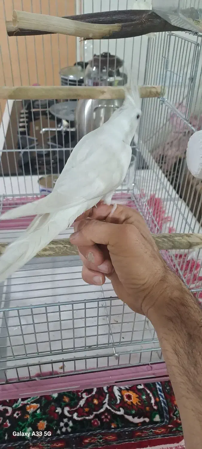 عروس هلندی آلبینو|پرنده|چهاردانگه (تهران), |دیوار