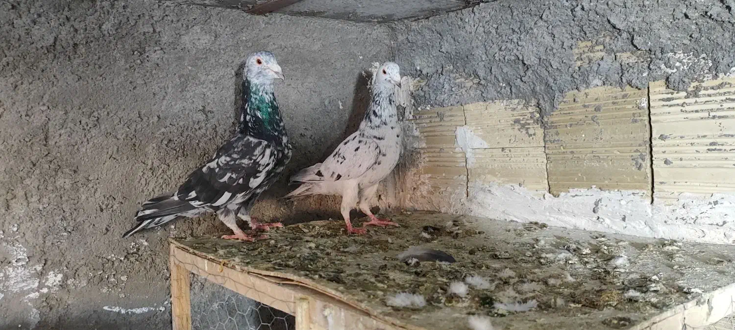 سار، سرورر، بزک، عطیقه|پرنده|مشهد, بهمن|دیوار