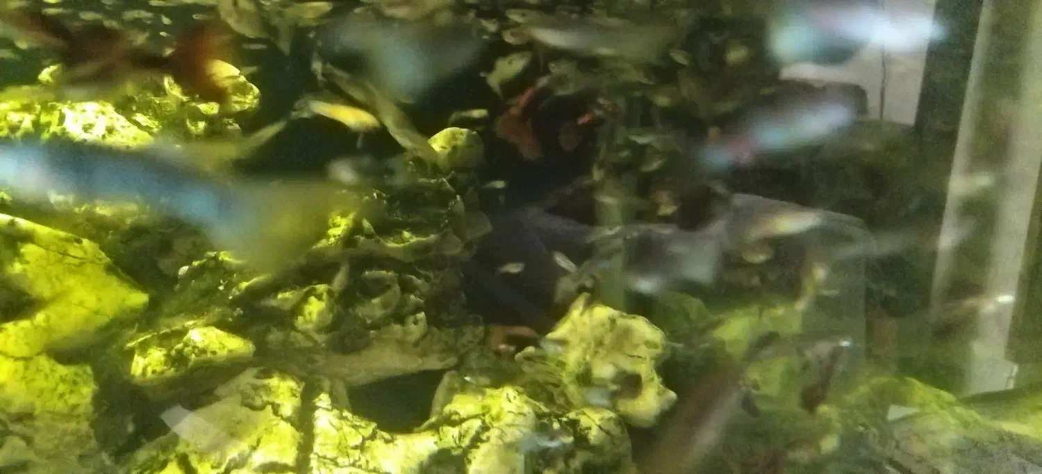 1100عدد ماهی گوپی|ماهی|شیراز, پودنک|دیوار