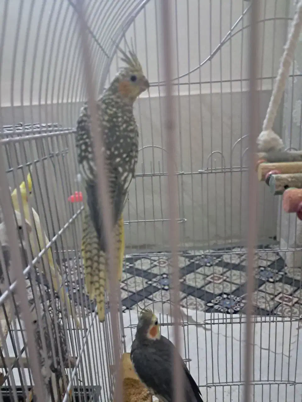 عروس هلندی|پرنده|مشهد, رضاییه|دیوار