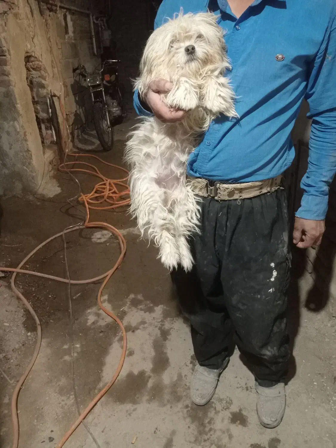 سلام ۴ماه هست ماده|سگ|خسروشاه, |دیوار