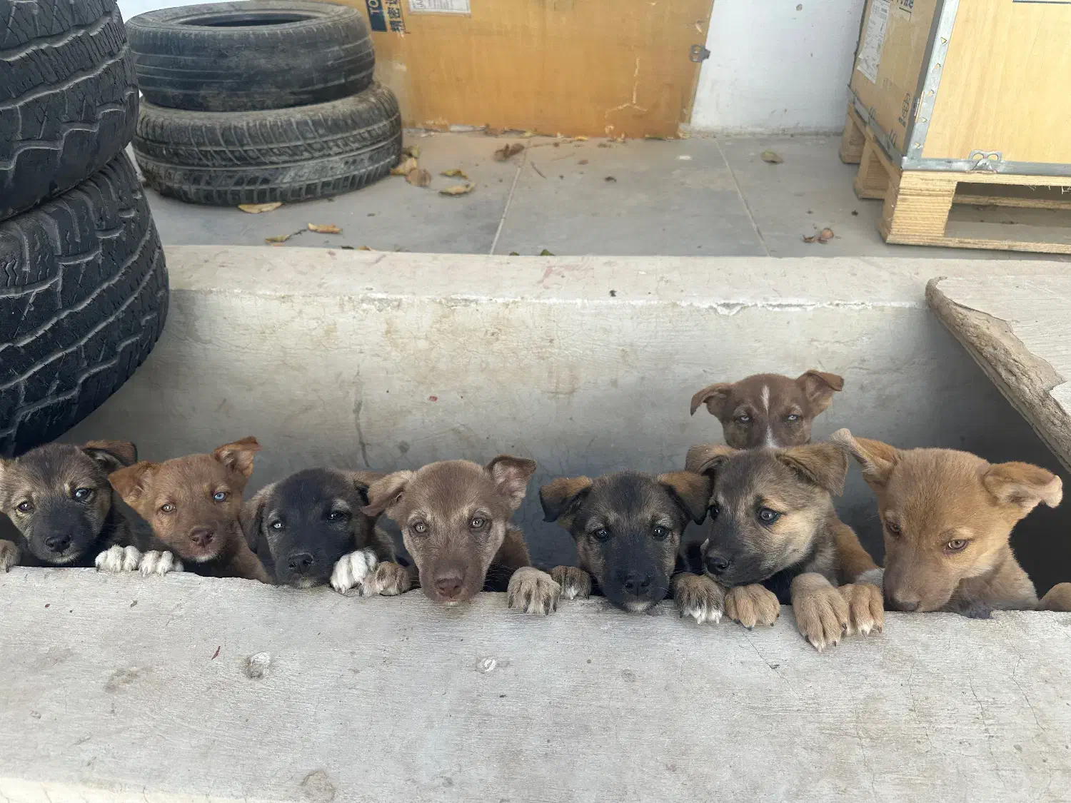 واگذاری توله های میکس هاسکی و پیتبول|سگ|کرج, عظیمیه|دیوار