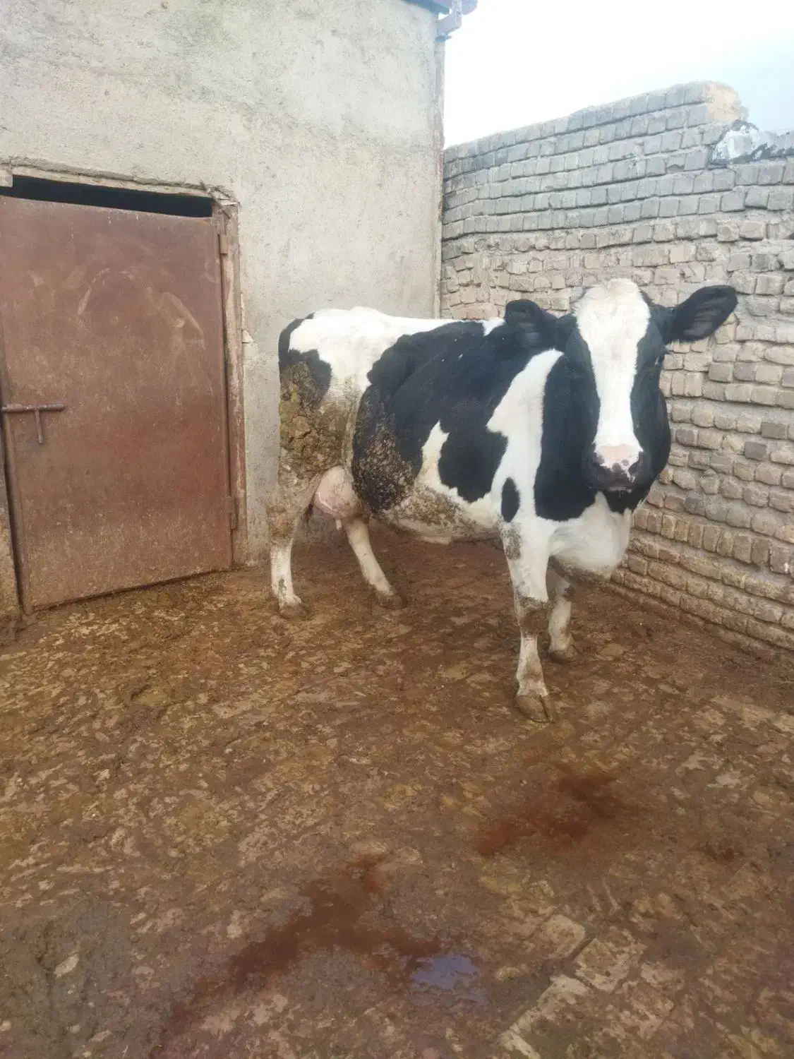 گاو شیری|حیوانات مزرعه|قزوین, |دیوار