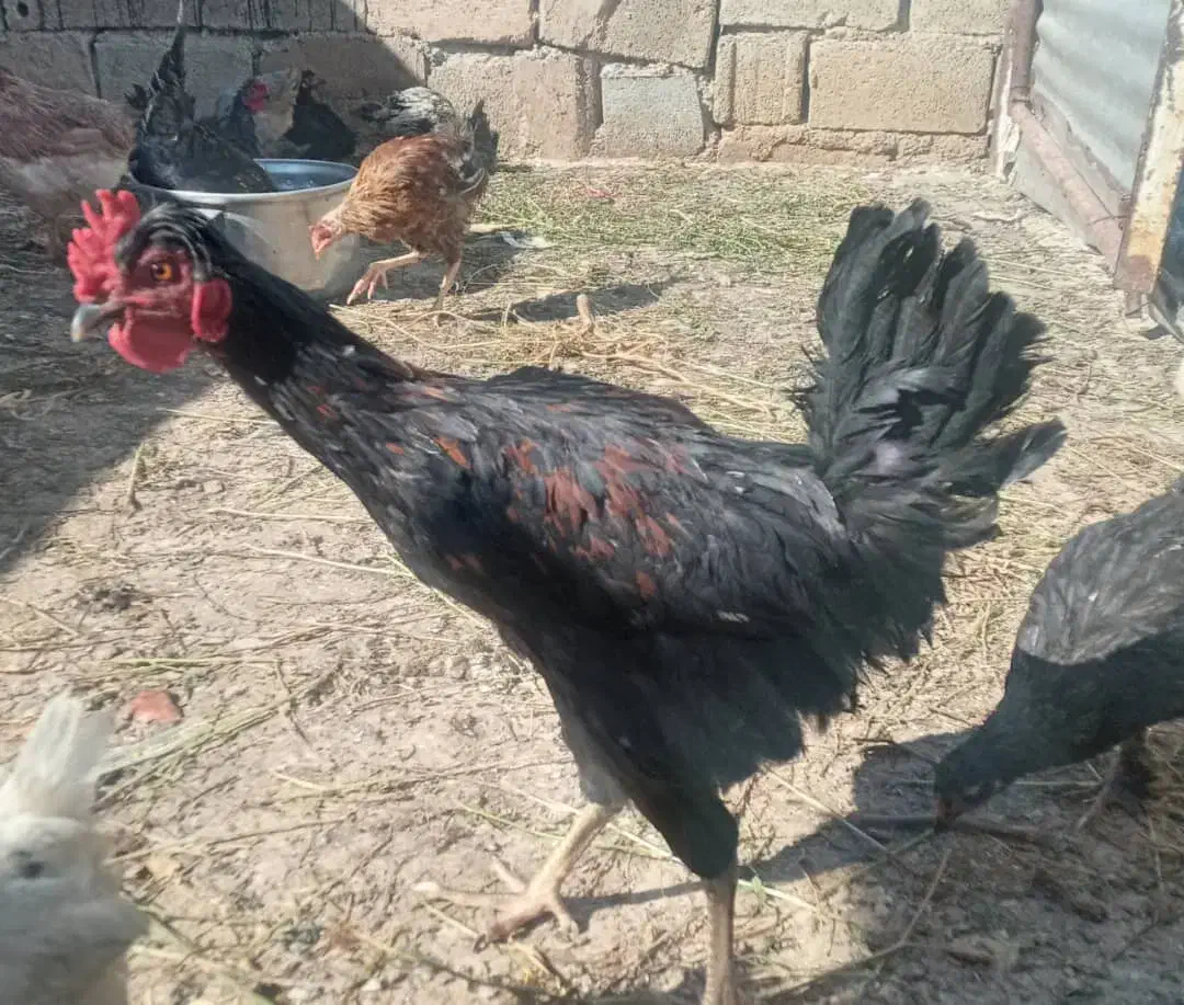 جوجه خروس محلی|حیوانات مزرعه|شیراز, شهرک صنعتی شیراز|دیوار