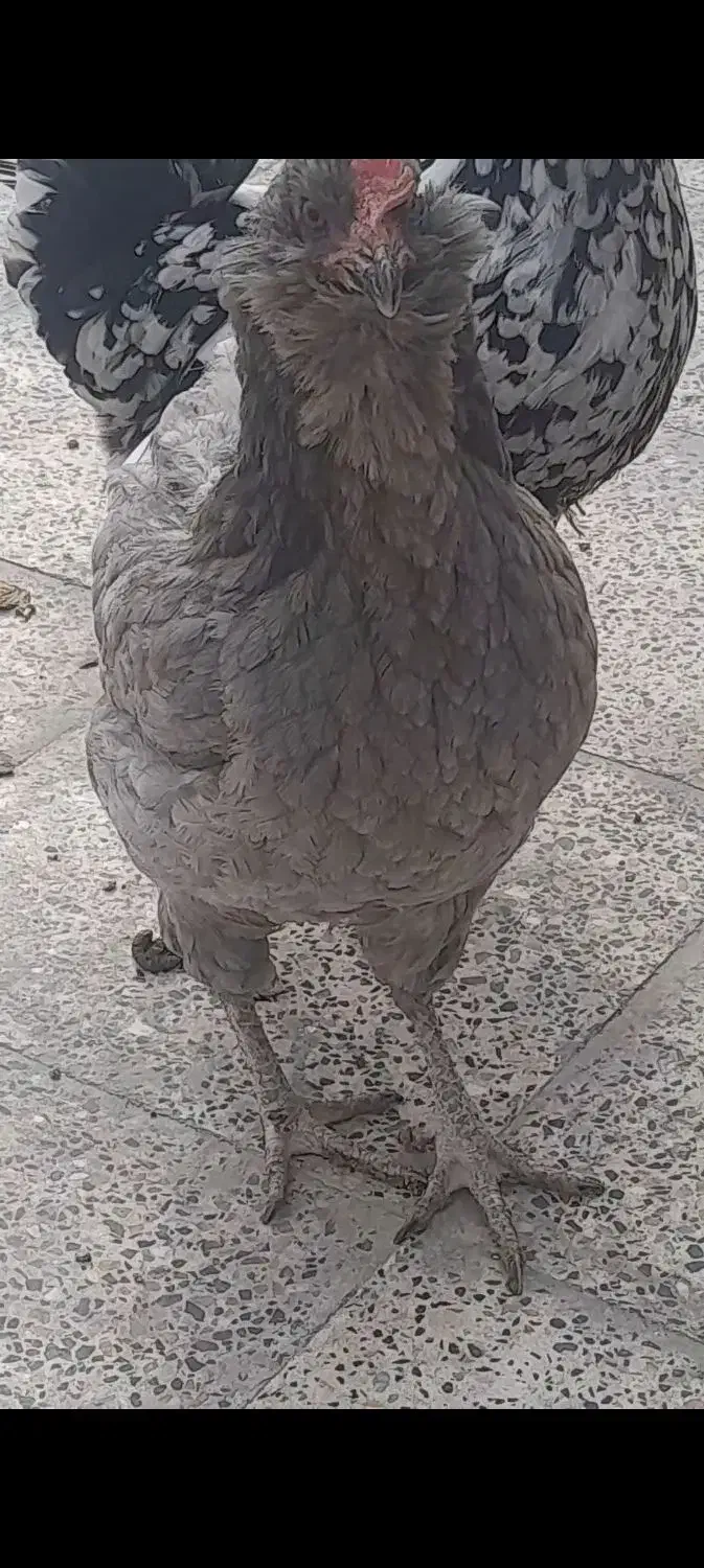 مرغ‌‌گلین|حیوانات مزرعه|ری, شهادت|دیوار