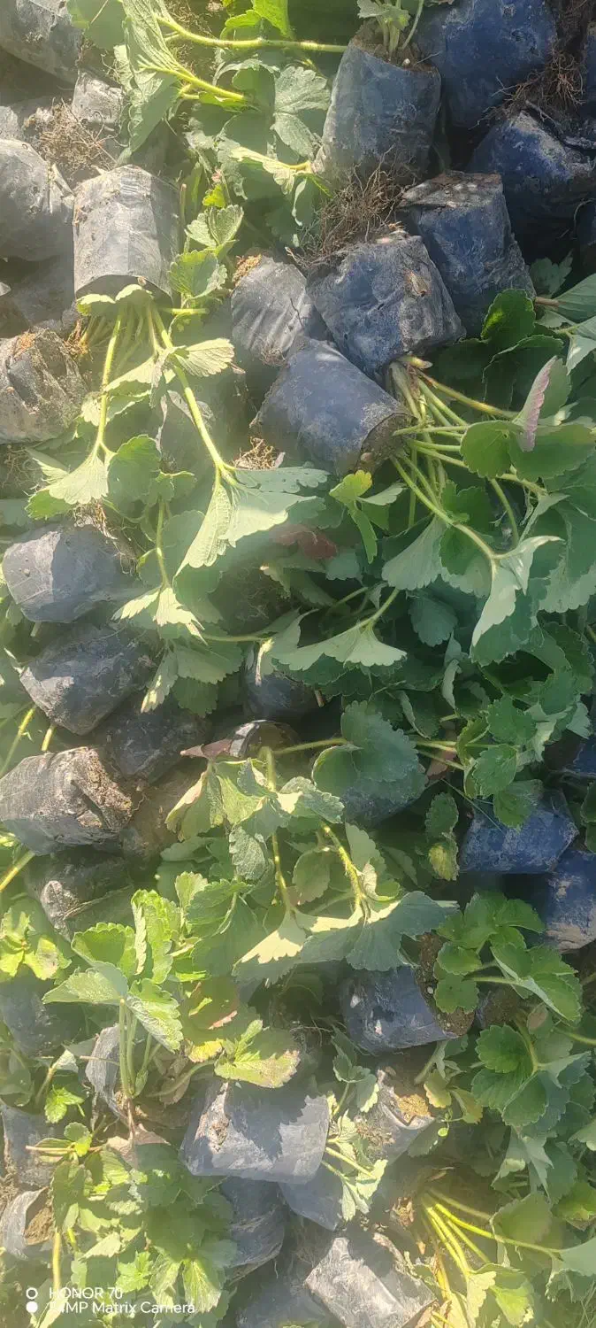 فروش نهال توت فرنگی پاروس|خدمات باغبانی و درختکاری|مریوان, |دیوار