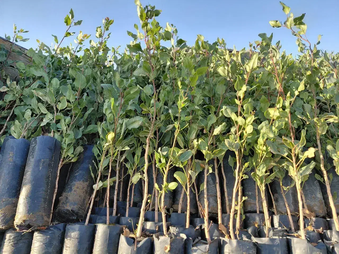 نهالستان دارای ارقام متنوع نهالهای دیرگل|خدمات باغبانی و درختکاری|بیجار, |دیوار