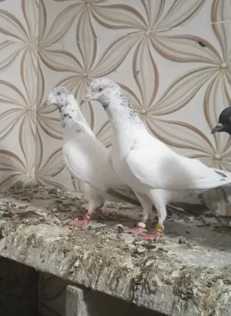 یک جفت هندی بمبویی|پرنده|بوشهر, |دیوار