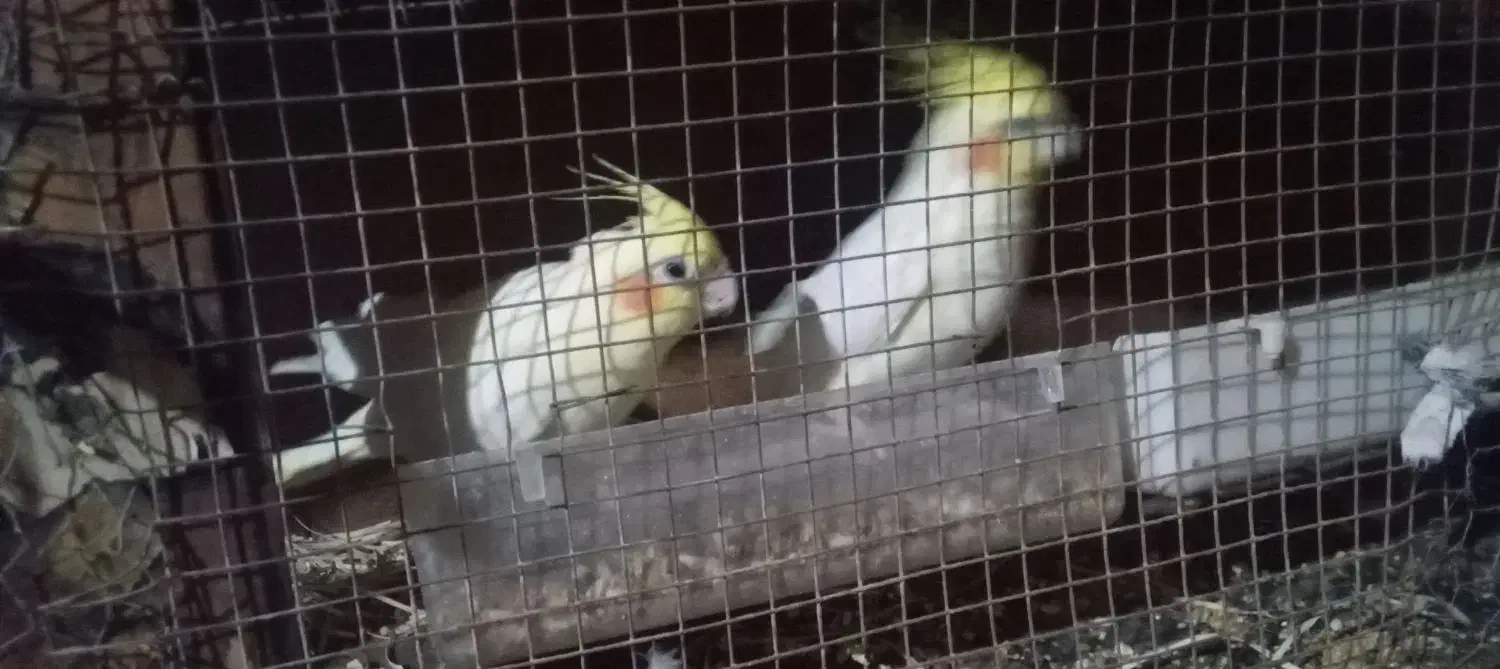 عروس هلندی|پرنده|سیب و سوران, |دیوار