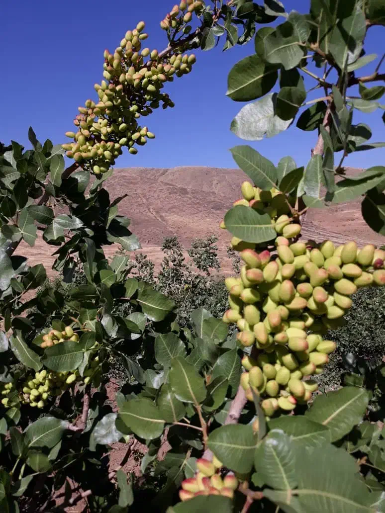 کاشت تابرداشت پستە|خدمات باغبانی و درختکاری|کامیاران, |دیوار