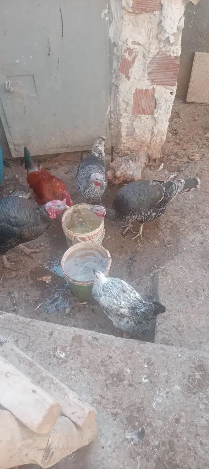 بوقلمون جوان سرحال|حیوانات مزرعه|بجنورد, |دیوار