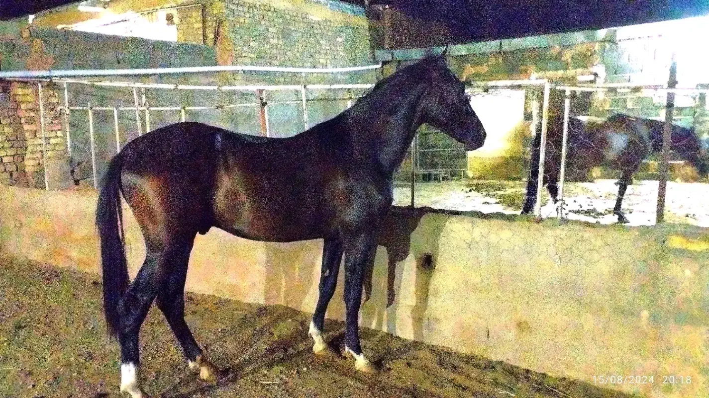 اسب ترکمن|اسب و تجهیزات اسب‌سواری|مشهد, امیریه|دیوار