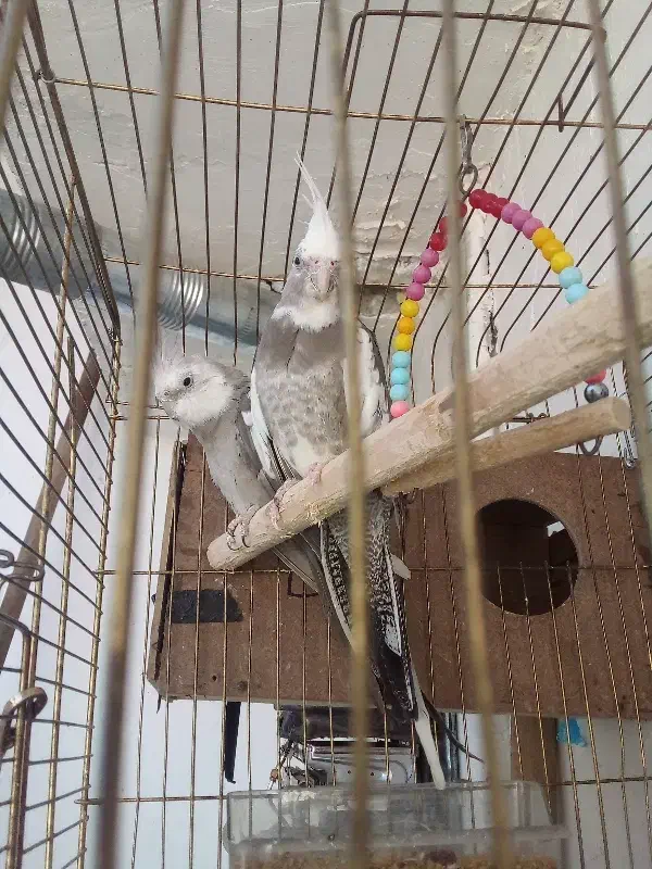 تخم گذاشتن|پرنده|مسجد سلیمان, |دیوار