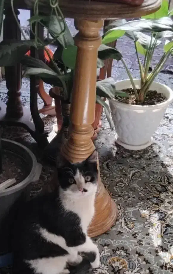 گربه واگذاری کاملا رایگان|گربه|بومهن, |دیوار