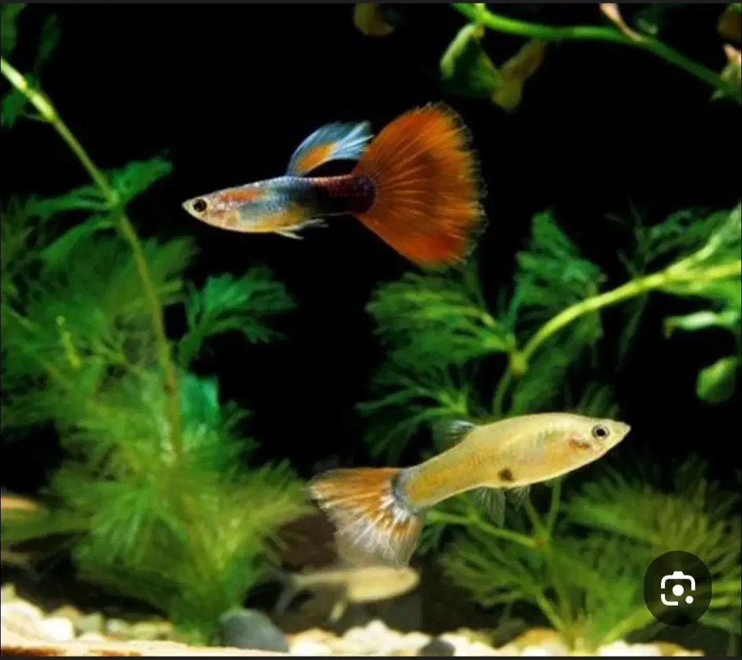 ماهی و لوازم اکواریم|ماهی|قرچک, زیبا شهر|دیوار