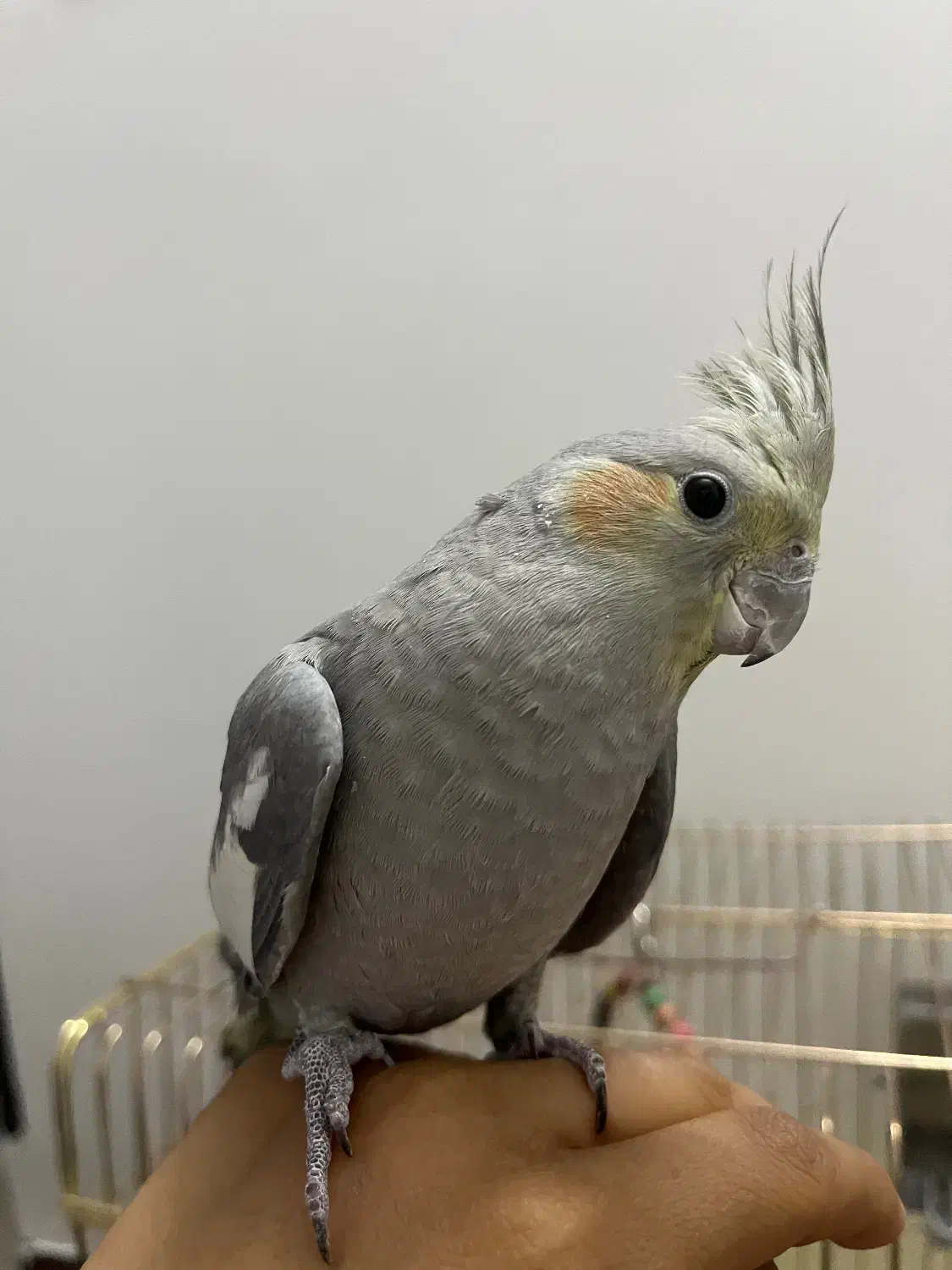 عروس هلندی|پرنده|اصفهان, ارزنان|دیوار